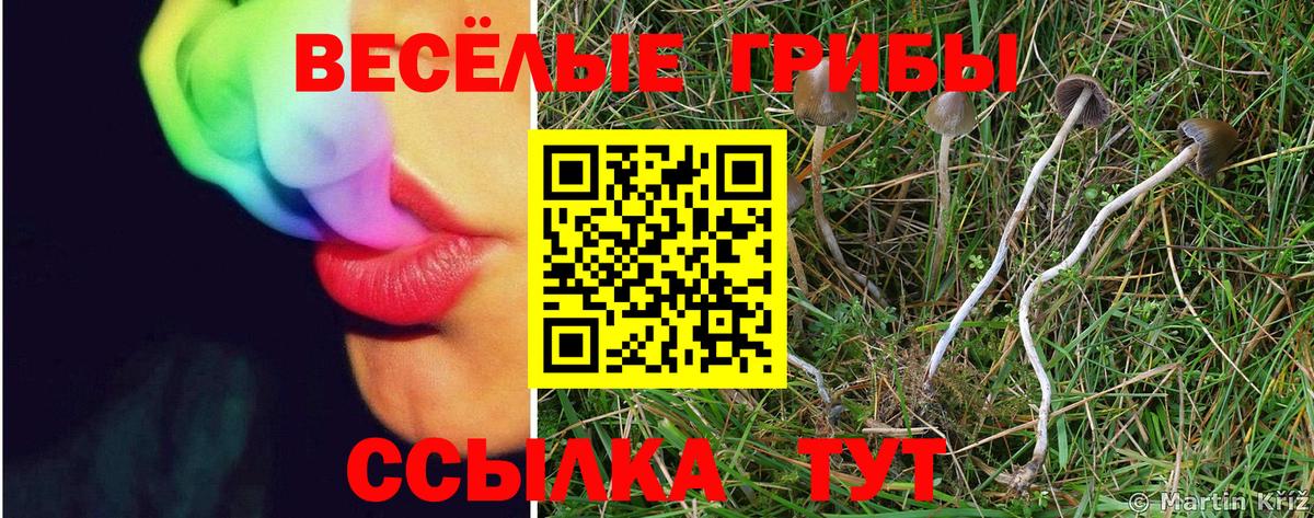 Псилоцибиновые грибы Psilocybe  Вход с VPN  Брянск 