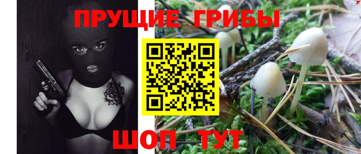 Псилоцибиновые грибы Psilocybine cubensis Брянск